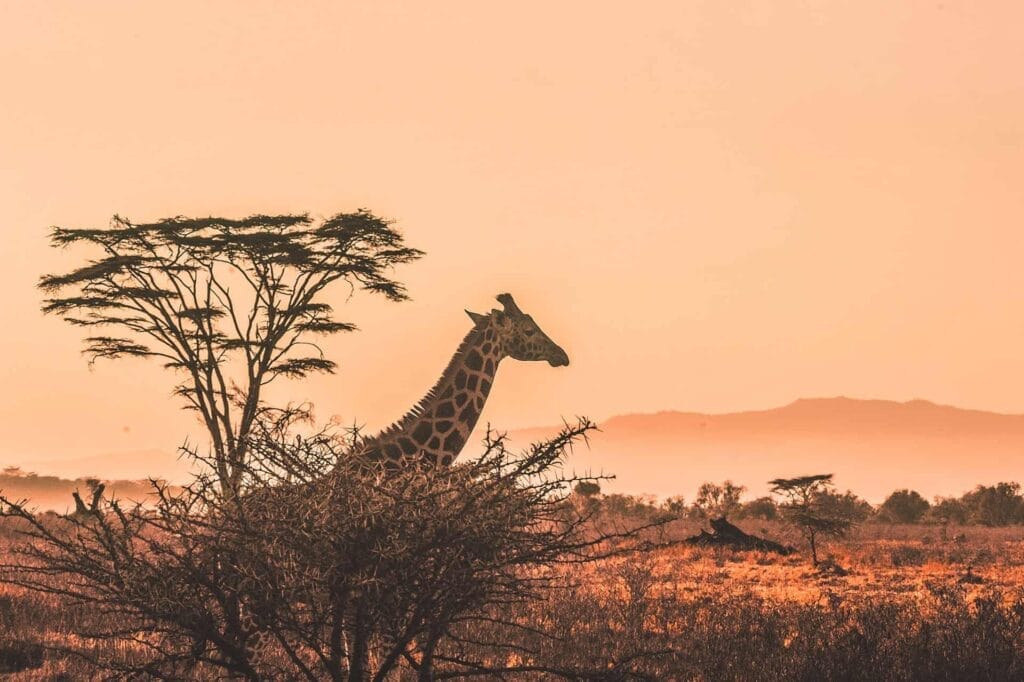 Giraffe standing near a tree in a warm, hazy savanna at sunset, showcasing one of the most beautiful scenes in the world.