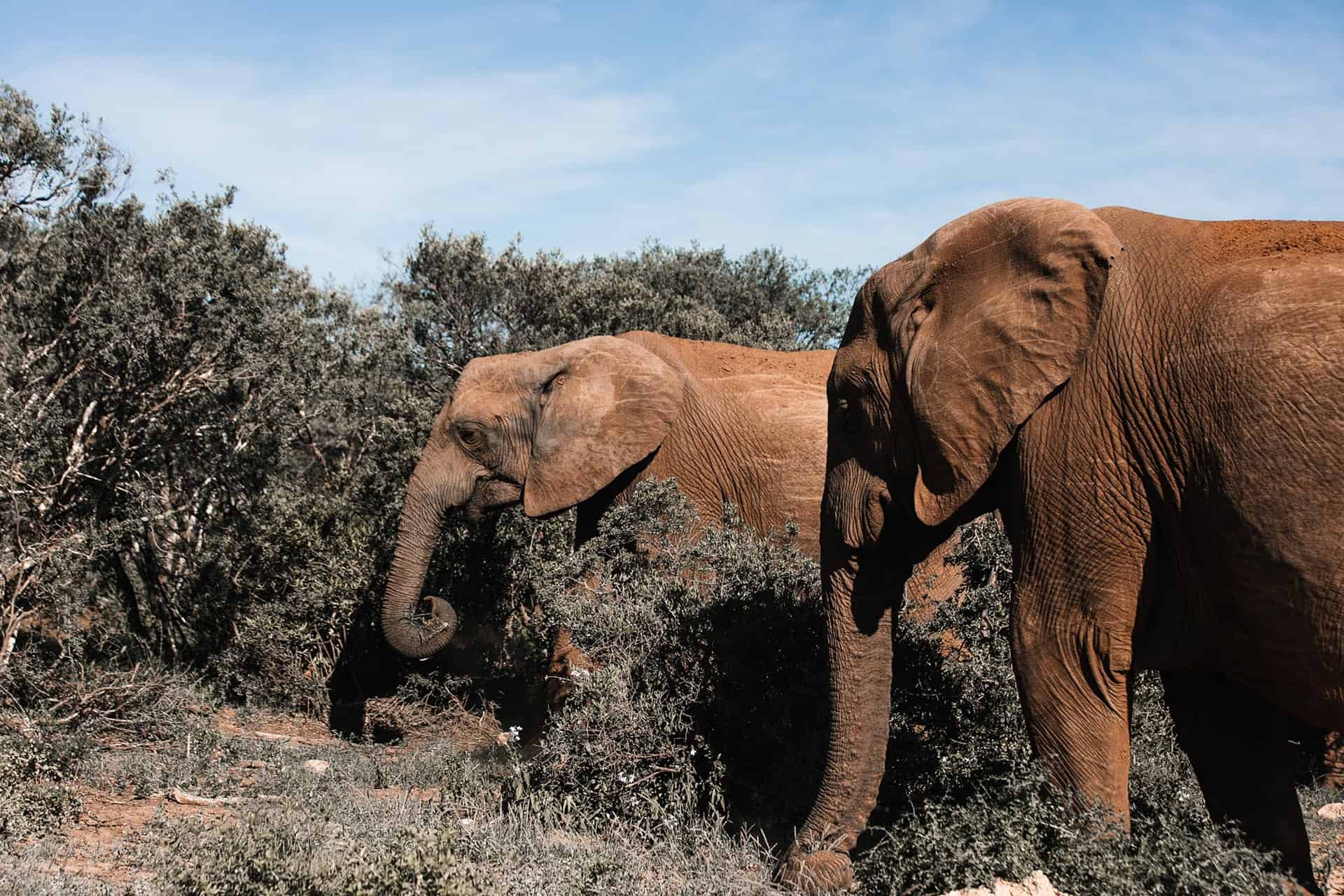 Two elephants walking in a dry savanna habitat during their first solo trip.